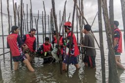Disdamkarkat Natuna evakuasi buaya dari kelong