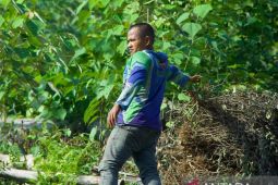 Harga minyak nilam di Aceh Jaya turun jadi Rp700 ribu, petani tak mau menjual