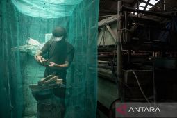 Peternakan dengan konsep ekonomi sirkular di Cimahi