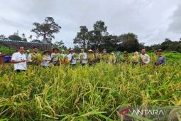 Natuna berhasil tanam dan panen padi gogo di Desa Sebadai Ulu