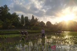 Tahun 2025, Simalungun surplus beras 54.369 ton