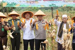 Polda Banten perkuat swasembada pangan lewat panen jagung kuartal IV
