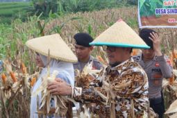 Bupati Cirebon: Program penanaman jagung pipil membantu ketahanan pangan