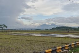 Lampung targetkan indeks pertanaman dapat meningkat 2,3 kali tanam