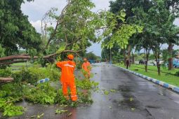 BPBD Jatim respons cepat dampak angin kencang di Juanda