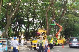 DLH Ponorogo pangkas pohon di jalur hijau guna antisipasi cuaca ekstrem