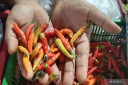 Petani di Denpasar alihkan tanam cabai ke bunga kebutuhan upacara agama