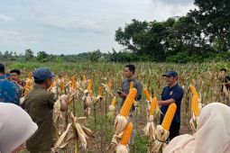 Pemkot Serang manfaatkan lahan tidur untuk kembangkan jagung industri