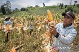 Panen raya jagung serentak kuartal 1 di Cikalongwetan