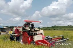 Bangka Selatan panen perdana padi dukung swasembada pangan