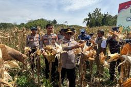 Polda Sultra panen jagung di lahan lima hektare di Kendari dukung ketahanan pangan