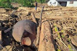 BKSDA relokasi tulang gajah ditemukan mati akibat banjir