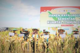 Pemkot Madiun uji coba tanam jagung varietas multi tongkol