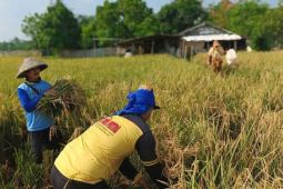Kelompok tani Tangerang ditarget produksi lebih 1.600 ton gabah kering