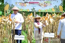 Gubernur optimistis Gorontalo mampu produksi jagung 1,5 juta ton