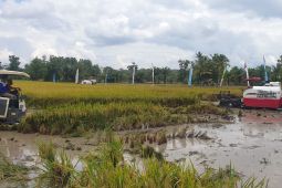 Kabupaten Banyuasin jadi penghasil beras nomor satu nasional, produksi satu juta ton