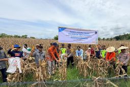 Petani binaan PT Vale di Kolaka panen jagung pakan dukung ketahanan pangan