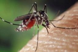 Dinkes Kendari imbau warga waspadai DBD di musim hujan