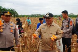 Pemkab Berau gandeng lintas sektor dongkrak produksi jagung