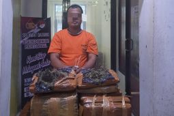 Polres Labuhanbatu Selatan tangkap pria bawa ganja 26 kilogram