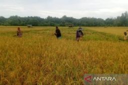 Bulog tampung gabah petani di Pulau Simeulue