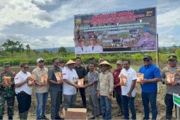 Pemprov Papua tanam jagung perkuat ketahanan pangan lokal