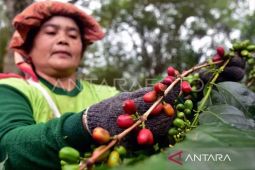 Petani kopi Nusantara  sejahtera