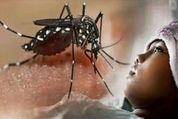 Dinkes ingatkan warga berperan aktif dalam pemberantasan sarang nyamuk lewat 3M