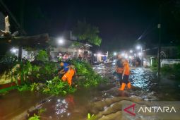 BPBD Bondowoso catat 900 rumah terdampak banjir luapan air sungai