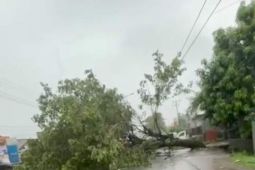 DLH Makassar bentuk posko siaga pohon tumbang