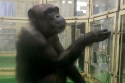 Simpanse mampu kenali huruf di Jepang mati di usia 49 tahun