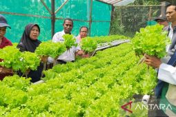 Kota Sorong kembangkan pertanian hidroponik dukung ketahanan pangan