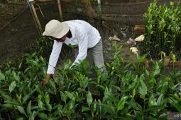 TPS siap distribusikan bibit mangrove hasil budidaya