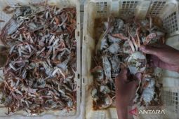 LPH KKP resmi berjalan, percepat sertifikasi halal produk kelautan