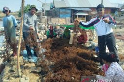 Budidaya rumput laut di Dompu terkendala bibit dan alih fungsi lahan