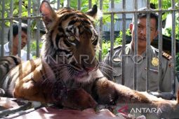 BPBD Nagan Raya evakuasi potongan tubuh warga dimangsa harimau