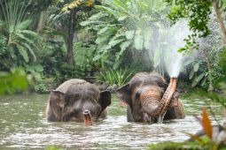 Tak ada lagi program gajah tunggang di Bali Zoo untuk patuhi SE Kemenhut