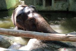 BKSDA Bali ancam cabut izin lembaga konservasi karena program gajah tunggang