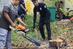 Pemkab Kepulauan Seribu telah pangkas ratusan pohon untuk jaga lingkungan