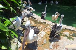 Belasan ribu wisatawan kunjungi Ragunan saat libur