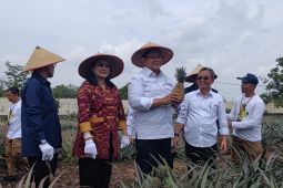 Pineapple as leading commodity in transmigration areas: Ministry