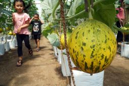 Wisata berbasis agropolitan di Tulungagung