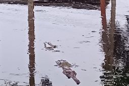 Warga Tanjab Timur khawatir buaya mulai timbul di dekat pemukiman