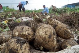 Panen Ubi Jalar di Blitar