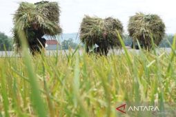 Menuju kemajuan bangsa sejati melalui swasembada pangan