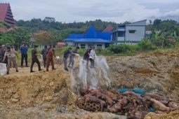 Badan Karantina musnahkan 227 ekor babi yang masuk ke Nias