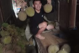 Panen durian, Petani Badui gulirkan ratusan juta rupiah/hari