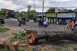 BPBD Bantul: Waspadai pohon tumbang saat hujan deras disertai angin