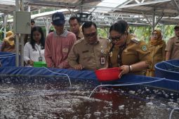 Bupati: Penebaran benih lele Gunungkidul untuk dukung Program MBG