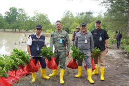 PT Timah tanam belasan ribu mangrove lestarikan Pulau Kundur